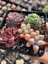Load image into Gallery viewer, Succulent combo B - April Farm/Rare Succulents