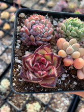 Load image into Gallery viewer, Succulent combo B - April Farm/Rare Succulents