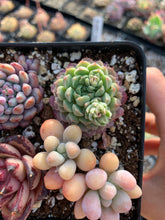Load image into Gallery viewer, Succulent combo B - April Farm/Rare Succulents
