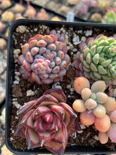 Load image into Gallery viewer, Succulent combo B - April Farm/Rare Succulents