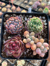 Load image into Gallery viewer, Succulent combo B - April Farm/Rare Succulents