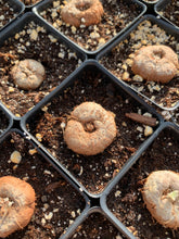 Load image into Gallery viewer, Sinningia leucotricha (Hoehne) H.E.Moore bulb - April Farm/Rare Succulents