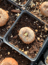 Load image into Gallery viewer, Sinningia leucotricha (Hoehne) H.E.Moore bulb - April Farm/Rare Succulents