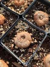 Load image into Gallery viewer, Sinningia leucotricha (Hoehne) H.E.Moore bulb - April Farm/Rare Succulents