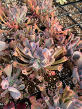 Load image into Gallery viewer, Echeveria Trumpet Pinky - April Farm/Rare Succulents