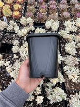 Load image into Gallery viewer, Multiple color square planter (multiple color options) - April Farm/Rare Succulents