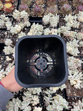 Load image into Gallery viewer, Multiple color square planter (multiple color options) - April Farm/Rare Succulents