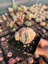 Load image into Gallery viewer, Echeveria Elegans "Mexican Rose" - April Farm/Rare Succulents