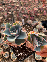 Load image into Gallery viewer, Echeveria Da Vinci Code - April Farm/Rare Succulents