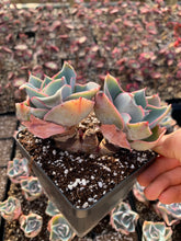 Load image into Gallery viewer, Echeveria Da Vinci Code - April Farm/Rare Succulents