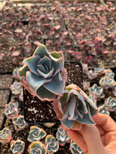 Load image into Gallery viewer, Echeveria Da Vinci Code - April Farm/Rare Succulents