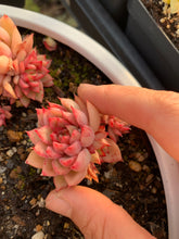 Load image into Gallery viewer, Echeveria Mebina single head (mini succulent) - April Farm/Rare Succulents