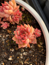 Load image into Gallery viewer, Echeveria Mebina single head (mini succulent) - April Farm/Rare Succulents