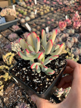 Load image into Gallery viewer, Cotyledon Variegated Orbiculata (thin leaves) - April Farm/Rare Succulents
