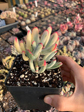 Load image into Gallery viewer, Cotyledon Variegated Orbiculata (thin leaves) - April Farm/Rare Succulents