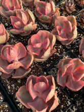 Load image into Gallery viewer, Echeveria Variegated Golden State Frills - April Farm/Rare Succulents