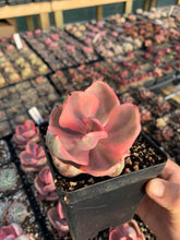 Load image into Gallery viewer, Echeveria Variegated Golden State Frills - April Farm/Rare Succulents