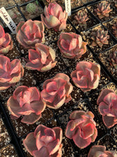 Load image into Gallery viewer, Echeveria Variegated Golden State Frills - April Farm/Rare Succulents