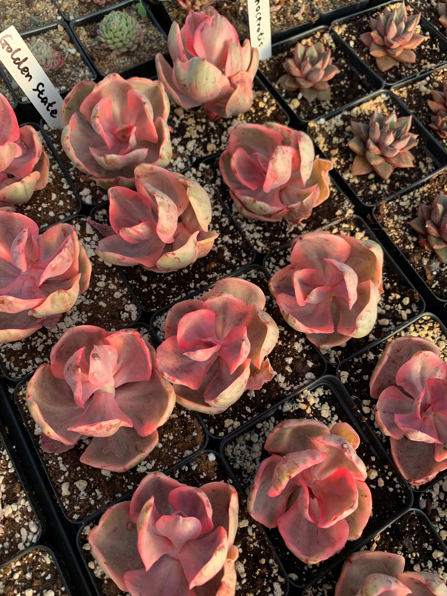 golden state succulents Echeveria Variegated Golden State Frills