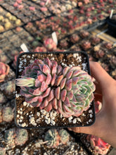 Load image into Gallery viewer, Echeveria Pinwheel - April Farm/Rare Succulents