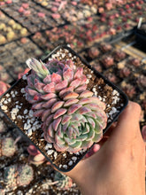 Load image into Gallery viewer, Echeveria Pinwheel - April Farm/Rare Succulents