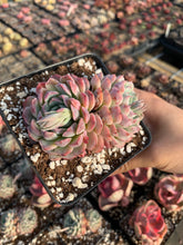 Load image into Gallery viewer, Echeveria Pinwheel - April Farm/Rare Succulents