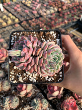Load image into Gallery viewer, Echeveria Pinwheel - April Farm/Rare Succulents