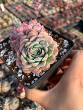 Load image into Gallery viewer, Echeveria Pinwheel - April Farm/Rare Succulents