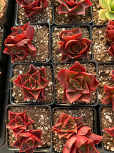 Load image into Gallery viewer, Echeveria 'Salsa Verde' - April Farm/Rare Succulents
