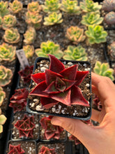 Load image into Gallery viewer, Echeveria 'Salsa Verde' - April Farm/Rare Succulents