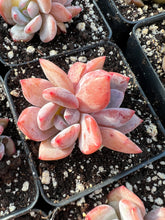 Load image into Gallery viewer, Echeveria Pink Monroe - April Farm/Rare Succulents