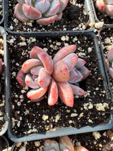 Load image into Gallery viewer, Echeveria Pink Monroe - April Farm/Rare Succulents