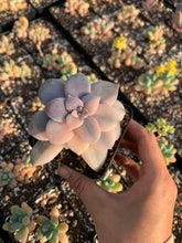 Load image into Gallery viewer, Pentandrum Superbum Variegated - April Farm/Rare Succulents