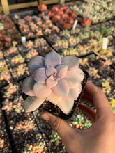 Load image into Gallery viewer, Pentandrum Superbum Variegated - April Farm/Rare Succulents