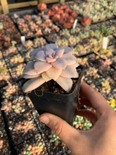 Load image into Gallery viewer, Pentandrum Superbum Variegated - April Farm/Rare Succulents