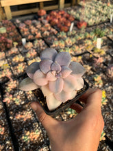 Load image into Gallery viewer, Pentandrum Superbum Variegated - April Farm/Rare Succulents