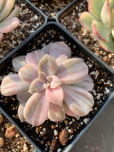 Load image into Gallery viewer, Pentandrum Superbum Variegated - April Farm/Rare Succulents