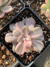Load image into Gallery viewer, Pentandrum Superbum Variegated - April Farm/Rare Succulents