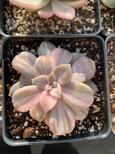 Load image into Gallery viewer, Pentandrum Superbum Variegated - April Farm/Rare Succulents