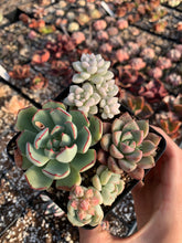 Load image into Gallery viewer, Succulent combo D - April Farm/Rare Succulents