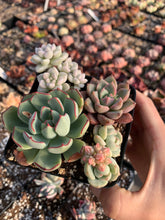 Load image into Gallery viewer, Succulent combo D - April Farm/Rare Succulents
