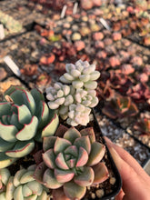 Load image into Gallery viewer, Succulent combo D - April Farm/Rare Succulents
