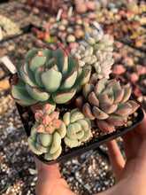 Load image into Gallery viewer, Succulent combo D - April Farm/Rare Succulents