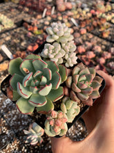 Load image into Gallery viewer, Succulent combo D - April Farm/Rare Succulents