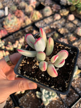 Load image into Gallery viewer, Cotyledon Variegated Orbiculata small (thin leaves) - April Farm/Rare Succulents