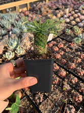 Load image into Gallery viewer, Euphorbia hypogaea (pineapple)- April Farm/Rare Succulents