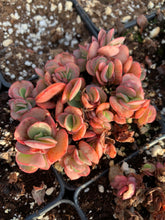 Load image into Gallery viewer, Echeveria Sunyan - April Farm/Rare Succulents