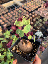 Load image into Gallery viewer, Stephania erecta (3-4cm) - April Farm/Rare Succulents