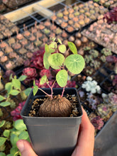 Load image into Gallery viewer, Stephania erecta (3-4cm) - April Farm/Rare Succulents
