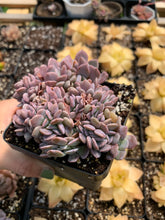 Load image into Gallery viewer, Graptoveria Crested Debbie - April Farm/Rare Succulents